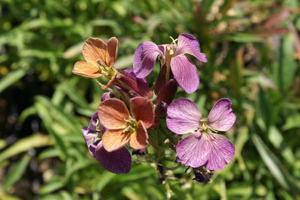 ERYSIMUM 'Wenlock Beauty'
