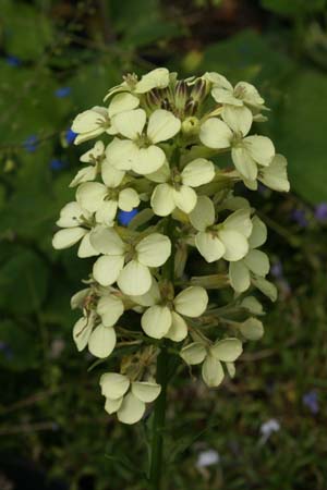 ERYSIMUM wittmannii