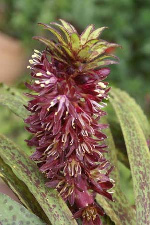 Eucomis vandermerwei 'Octopussy'