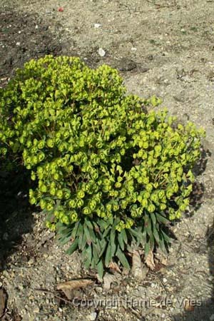 Euphorbia amygdaloides 'Redbud'