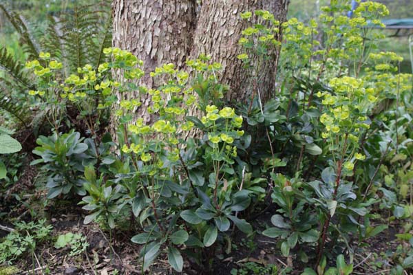 Euphorbia amygdaloides robbiae