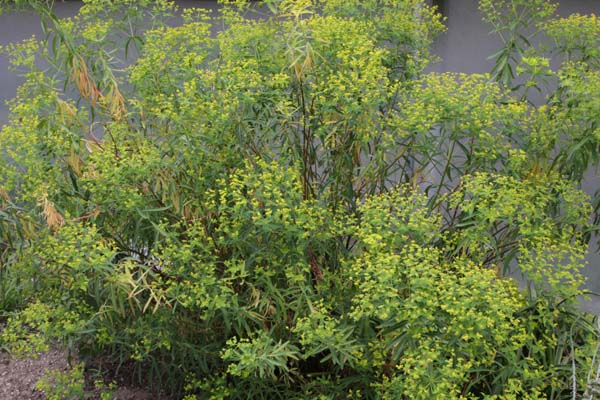 Euphorbia ceratocarpa