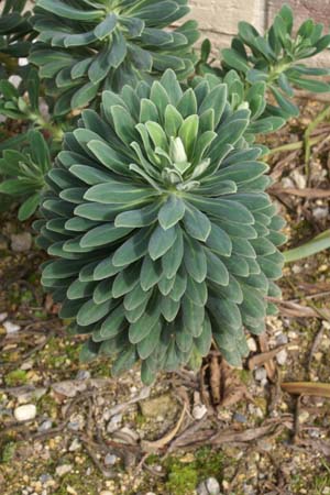 Euphorbia characias 'Portuegese Velvet'