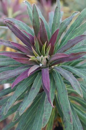 Euphorbia characias 'Purple & Gold'
