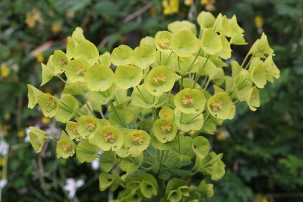 Euphorbia characias ssp. wulfenii ex 'Golden Balls'