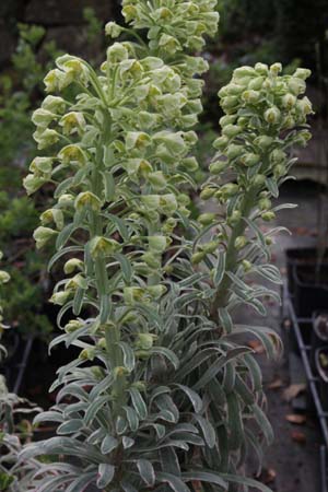 Euphorbia characias 'Glacier Blue'
