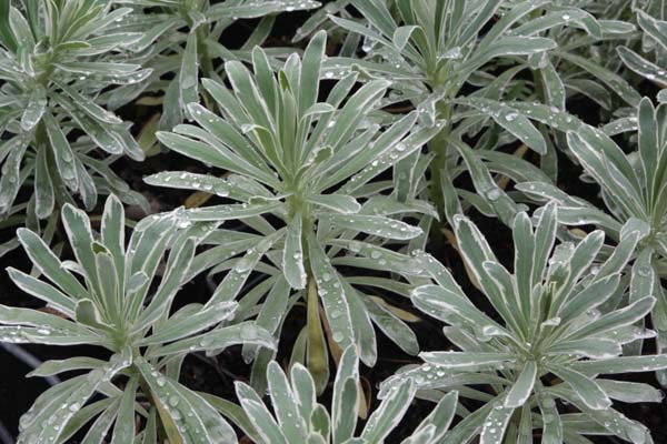 Euphorbia characias 'Glacier Blue'