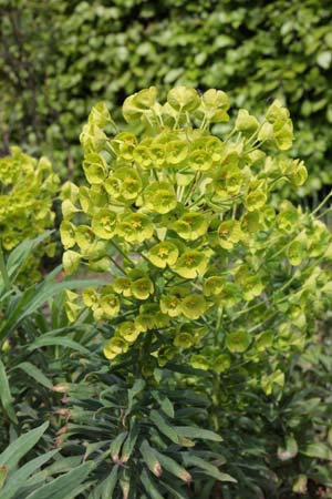 Euphorbia characias 'Purple & Gold'