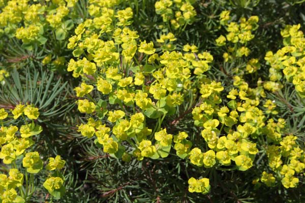 Euphorbia cyparissias 'Fens Ruby'