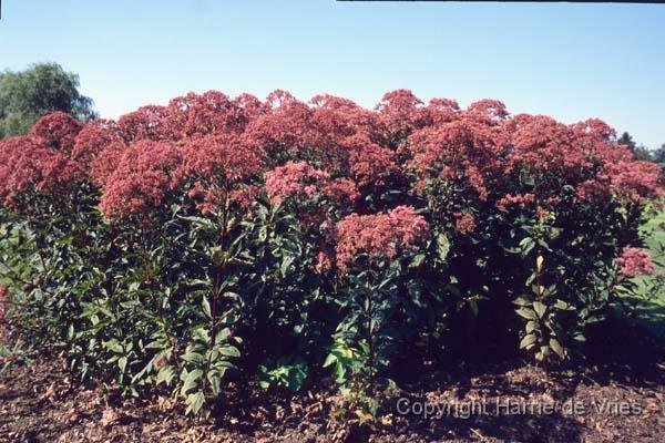 Eupatorium
