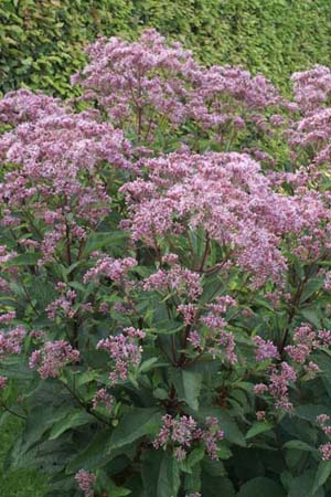 EUPATORIUM maculatum 'Phantom'