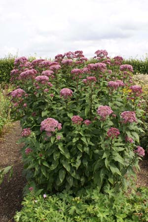 Eupatorium maculatum 'Ankum's August'