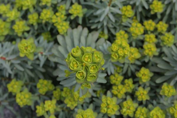 Euphorbia nicaeensis