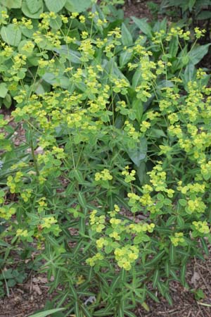 Euphorbia pekinensis