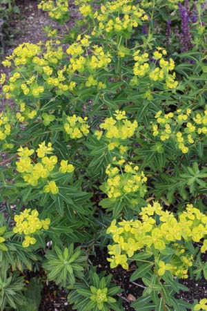Euphorbia pekinensis