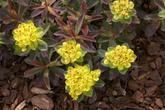 Euphorbia polychroma 'Bonfire'