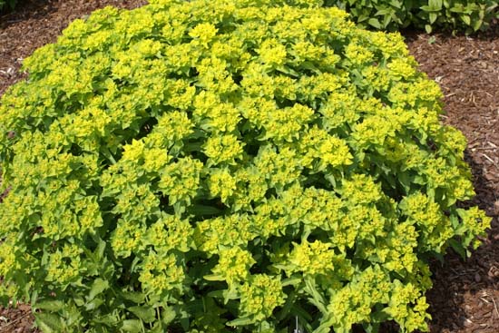 Euphorbia polychroma 'Major'