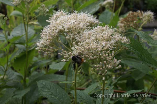 EUPATORIUM purpureum 'Bartered Bride'