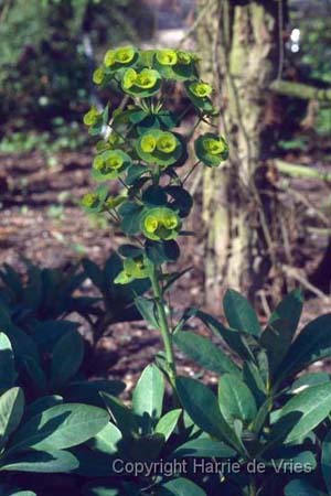 Euphorbia amygdaloides robbiae