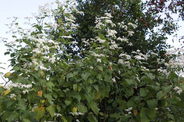 Fagopyrum dibotrys (F. acutatum)