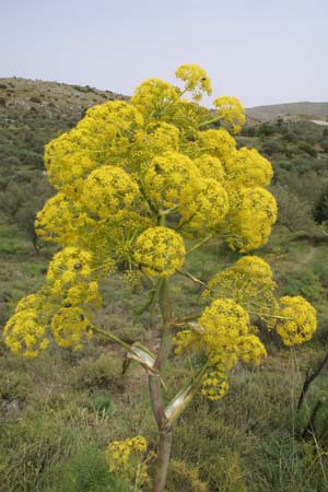 Ferula