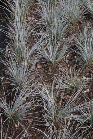FESTUCA cinerea 'Azurit'