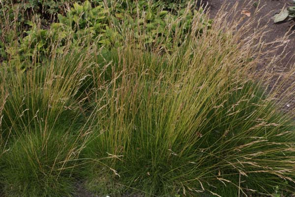 FESTUCA gautieri