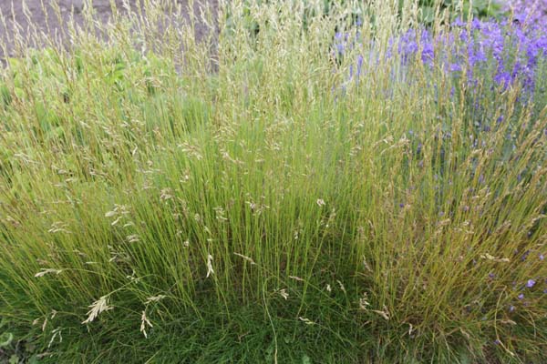 Festuca gautieri