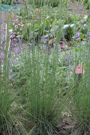 Festuca cinerea 'Hoggar'