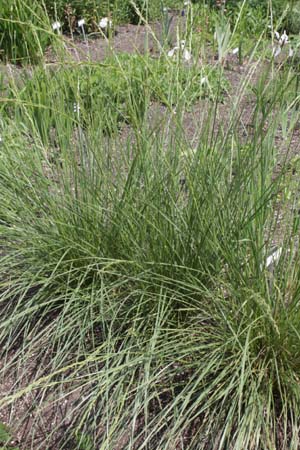 FESTUCA mairei