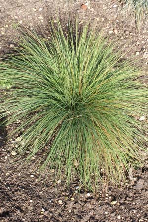 FESTUCA tatrae