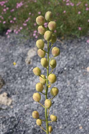 Fibigia eriocarpa