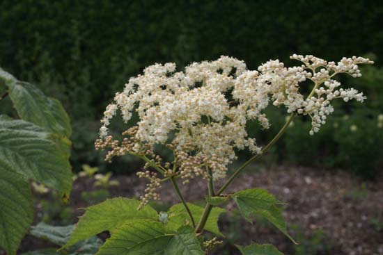 FILIPENDULA camtschatica