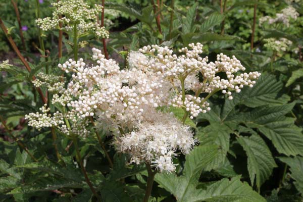 FILIPENDULA koreana