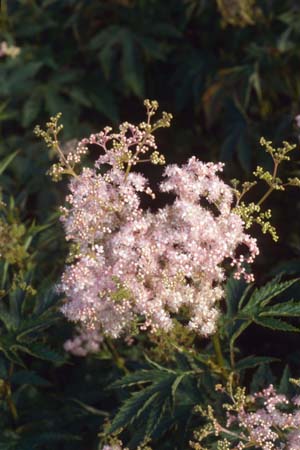 Filipendula purpurea 'Nephele'