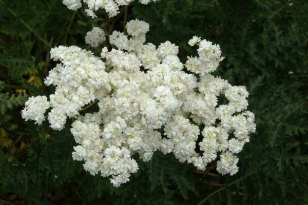 Filipendula vulgaris 'Plena'