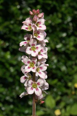 FRANCOA appendiculata