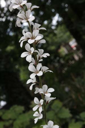 FRANCOA ramosa