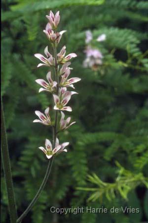 Francoa