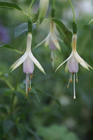 FUCHSIA 'Hawkshead'