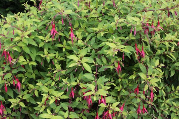 Fuchsia magellanica gracilis 'Aurea'