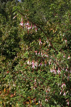 Fuchsia magellanica arauco