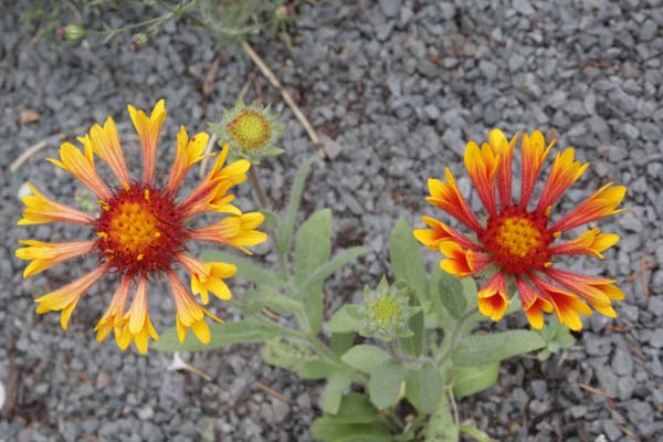 Gaillardia aristata 'Fire Wheels'