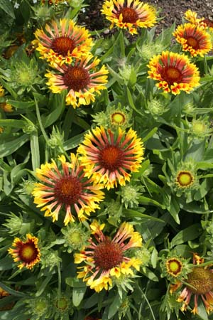 Gaillardia