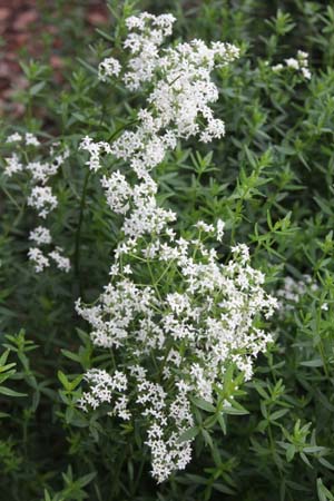 Galium