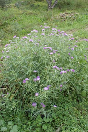 Galactites tomentosa