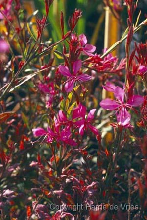 Gaura