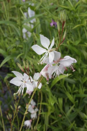 Gaura lindheimeri 'White Dove'