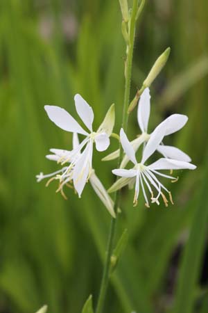 Gaura lindheimeri 'Cool Breeze'