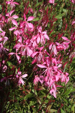GAURA lindheimeri 'Tutti Frutti'